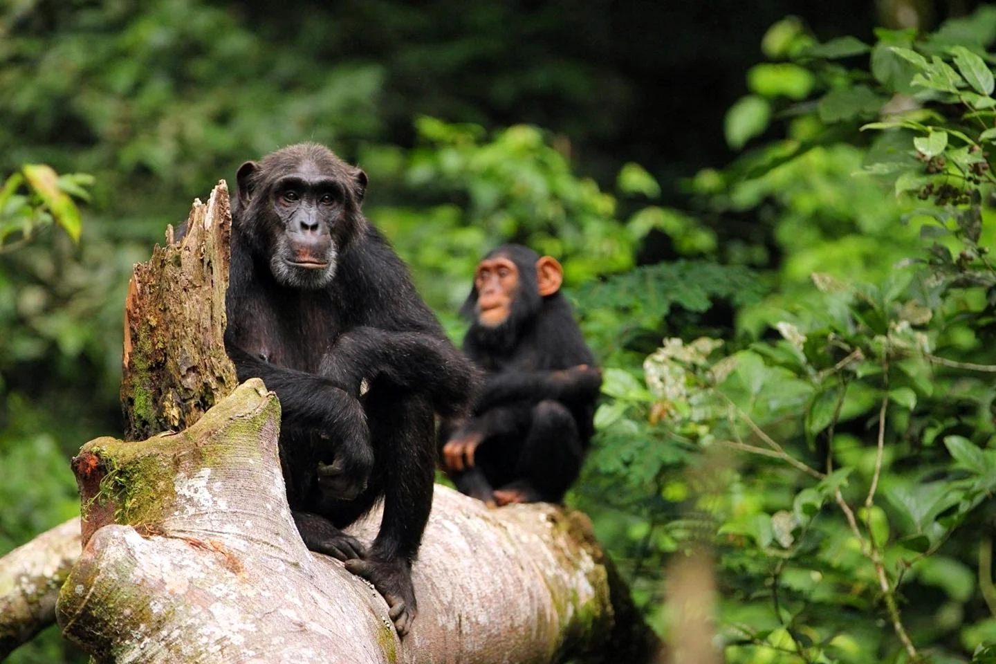 Шимпанзе обыкновенный и бонобо