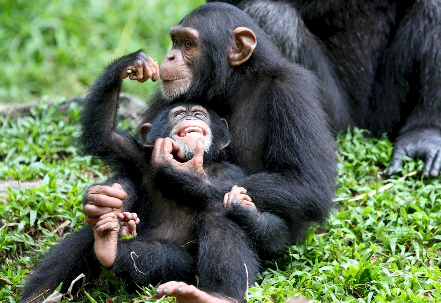 Шимпанзе Pan Troglodytes