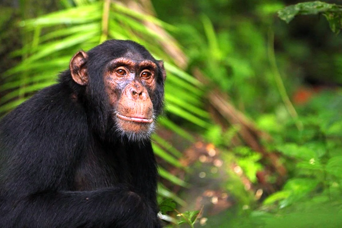 Шимпанзе в Африке