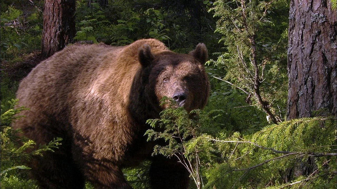 Широколиственные леса бурый медведь