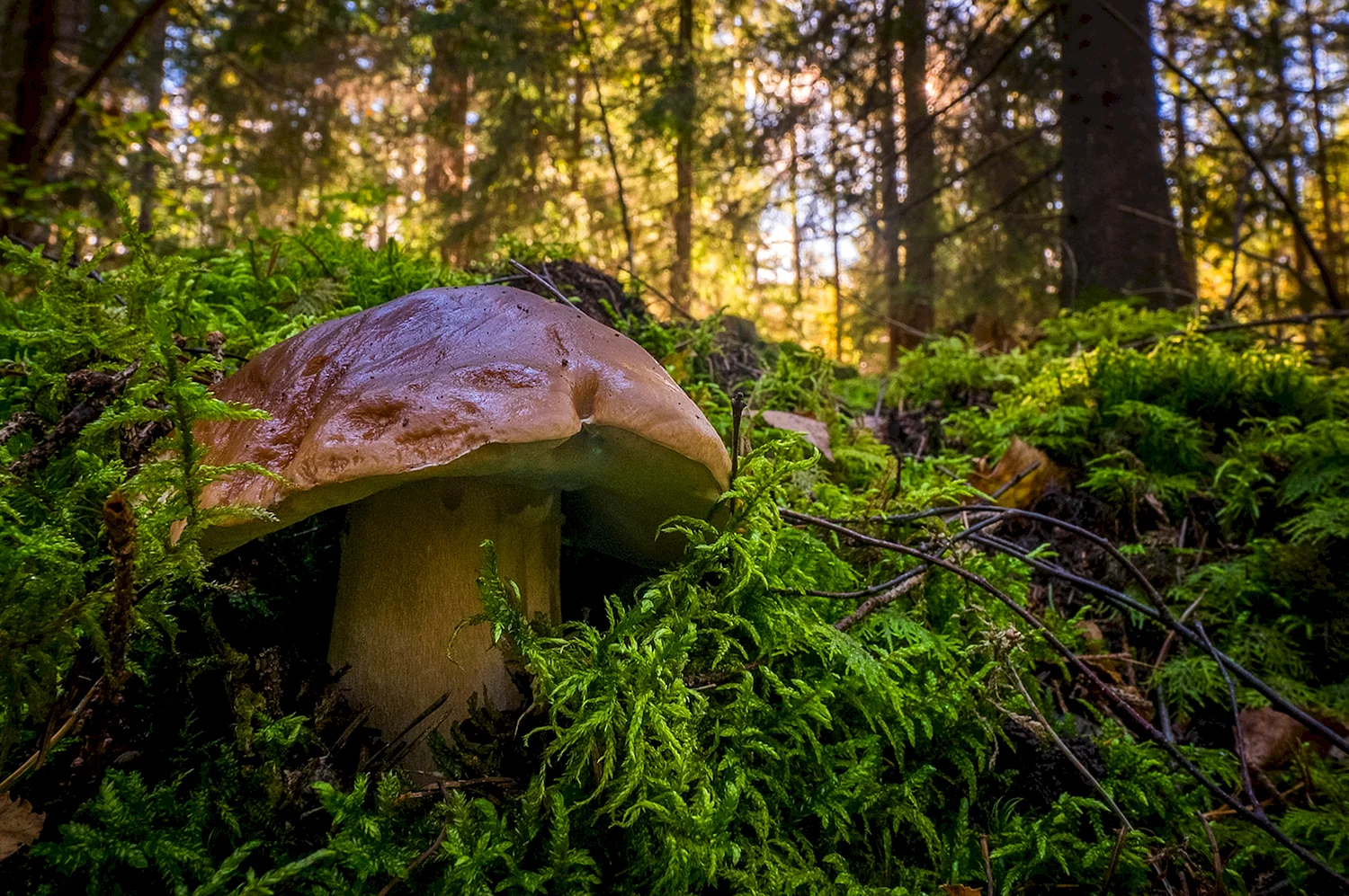 Широколиственный лес грибы