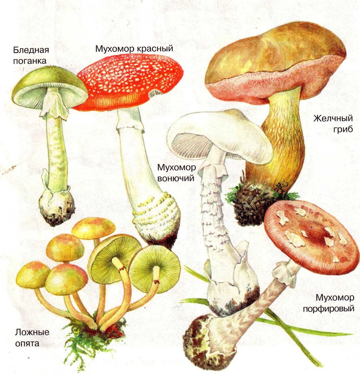 Шляпочные грибы ядовитые грибы