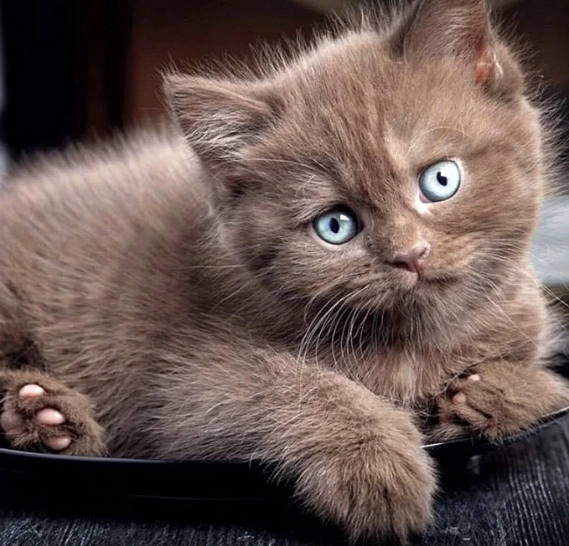 Шоколадные котята британцы с голубыми глазами