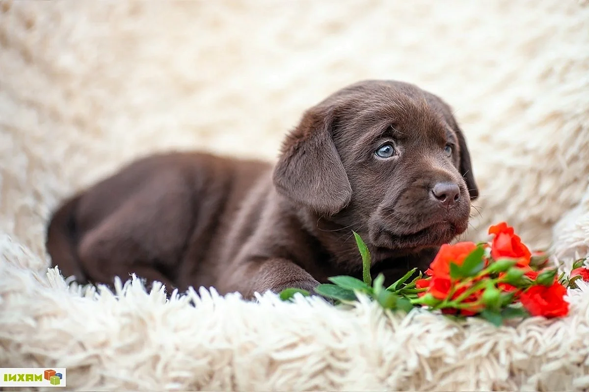 Шоколадный лабрадор щенок