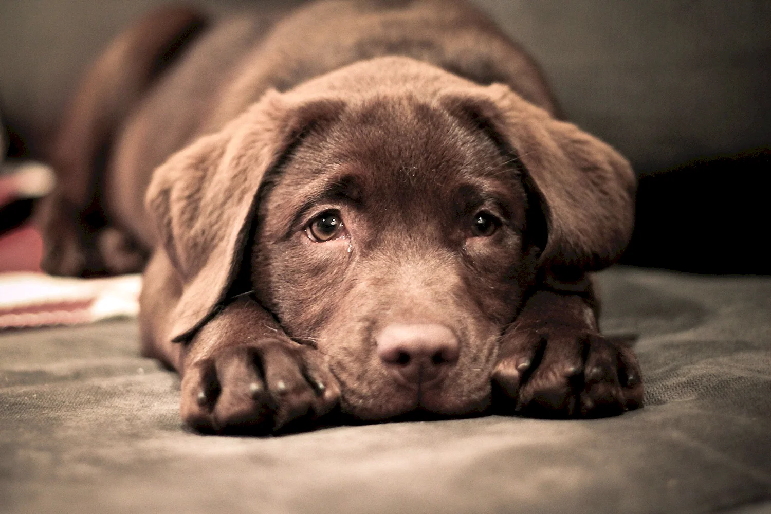 Шоколадный пес с голубыми глазами