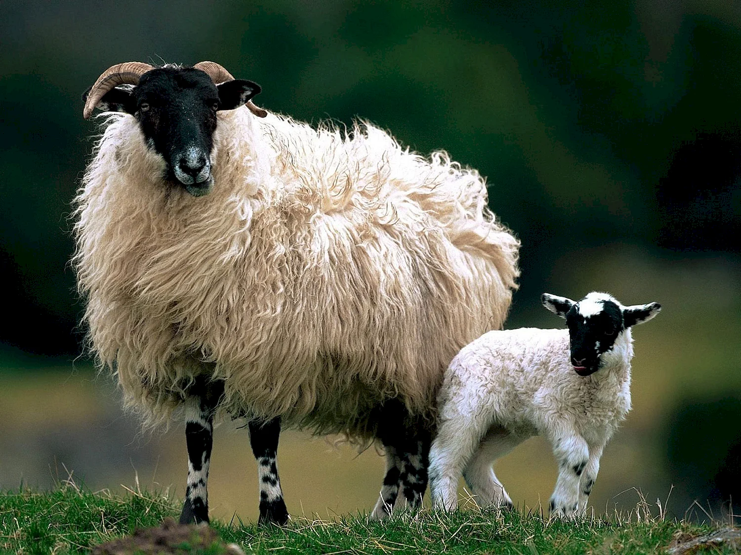 Шотландская черноголовая овца