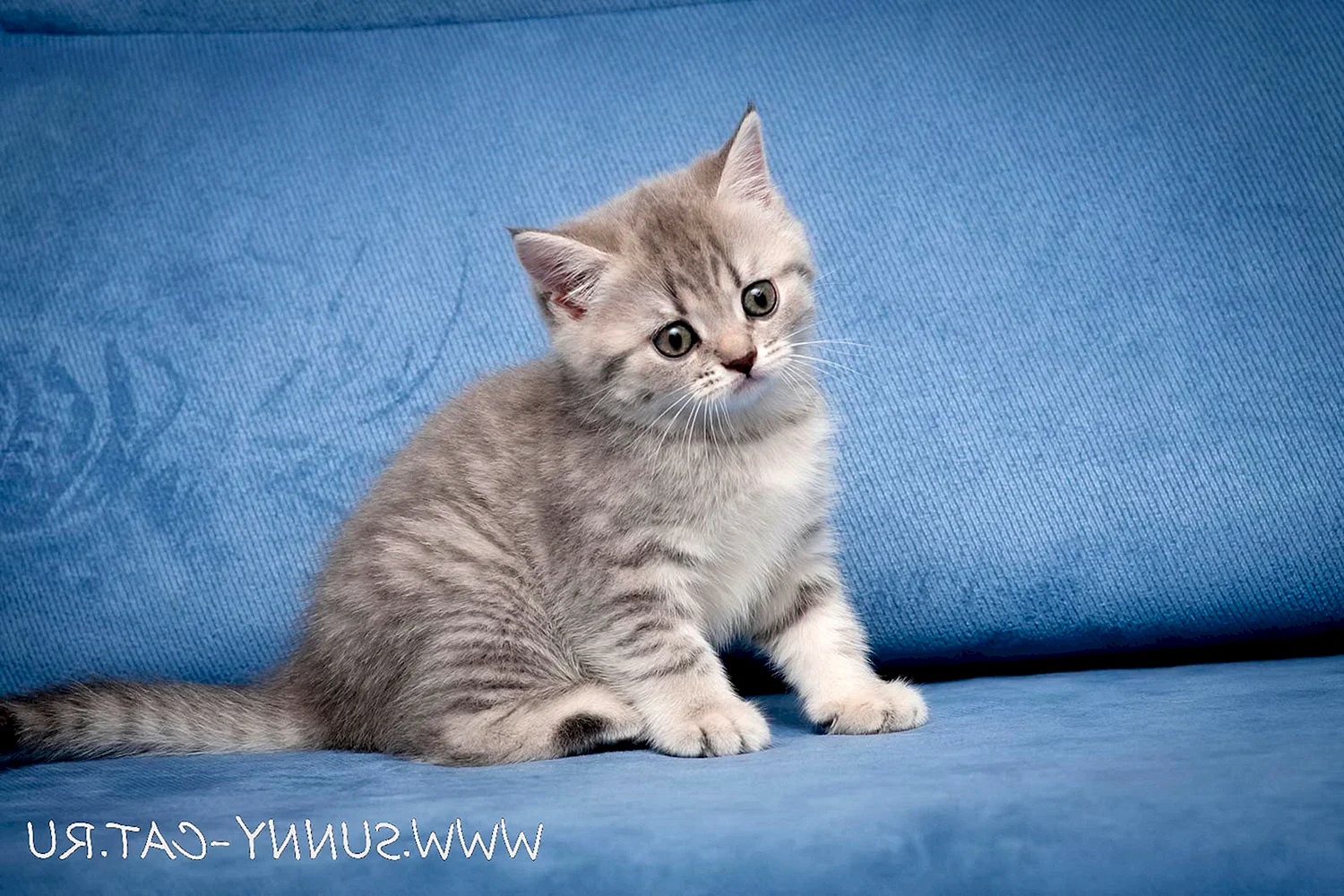 Шотландская голубая кошка прямоухая короткошерстная