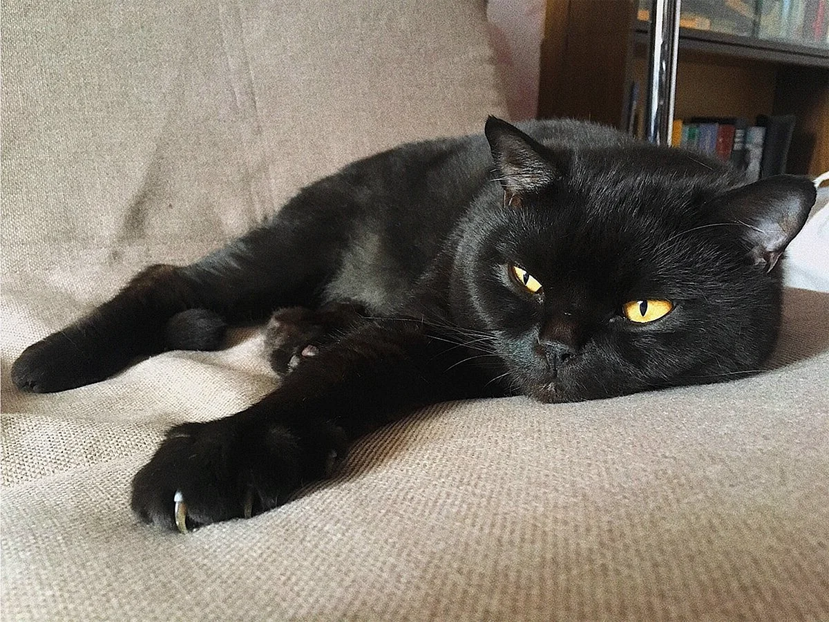 Шотландская кошка прямоухая черная