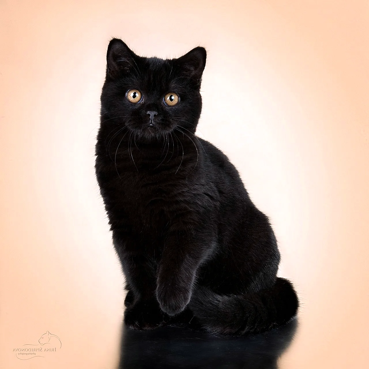 Шотландская кошка прямоухая черная