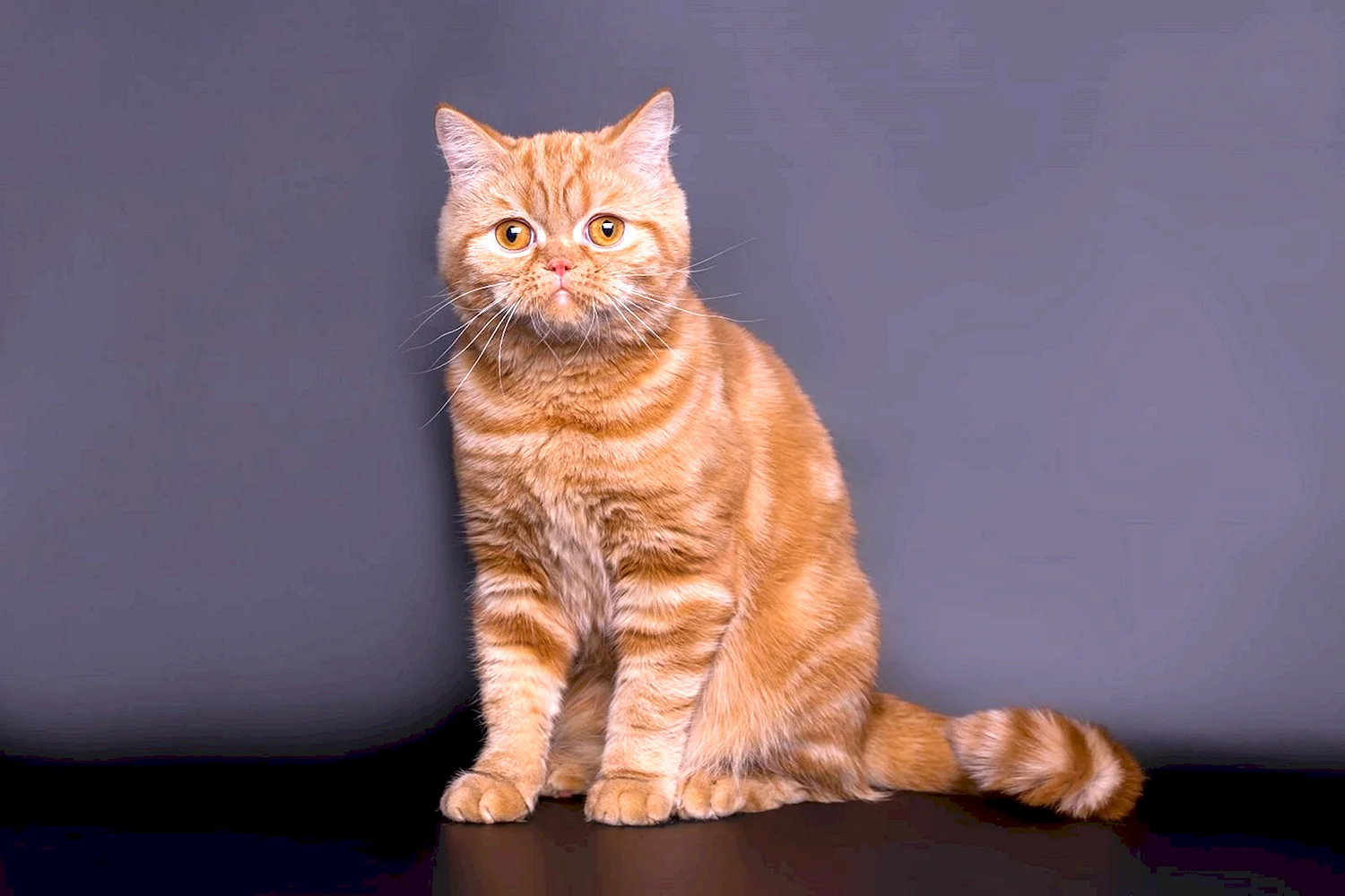 Шотландская кошка прямоухая рыжая