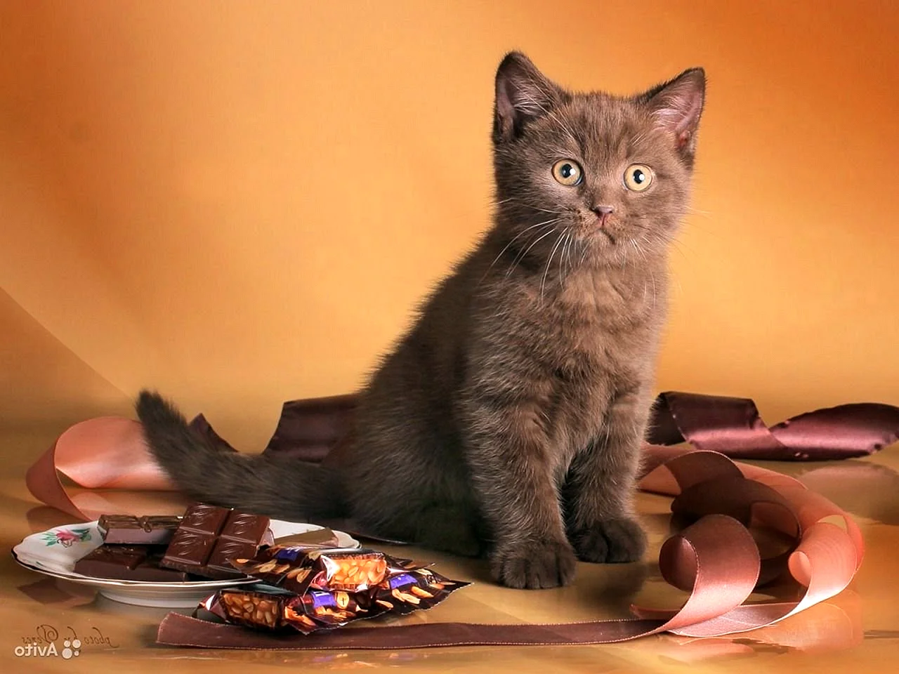 Шотландская кошка прямоухая шоколад