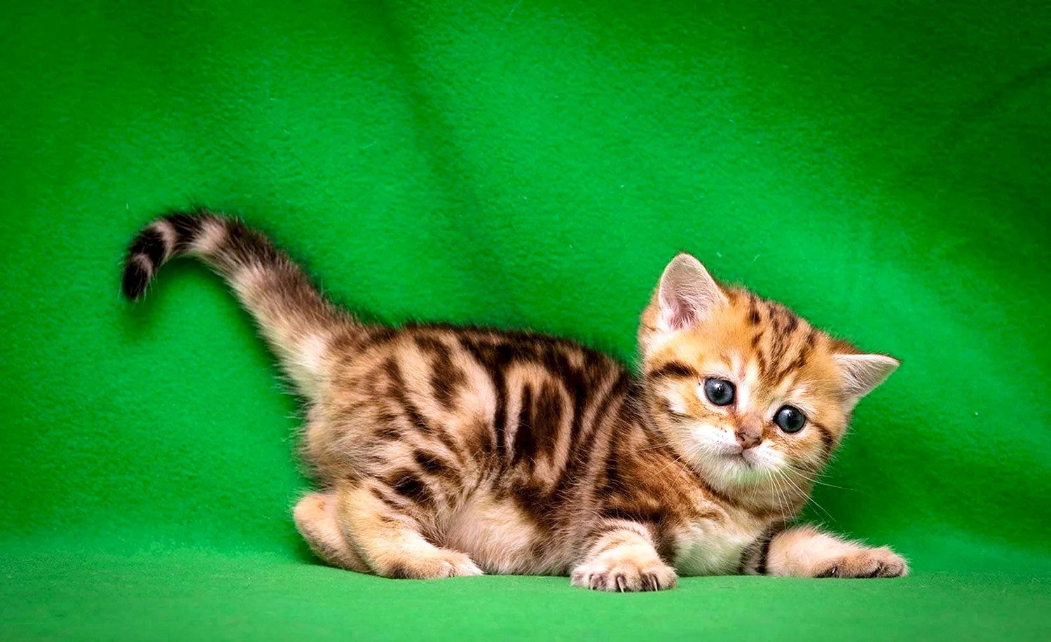 Шотландская кошка прямоухая золотой мрамор