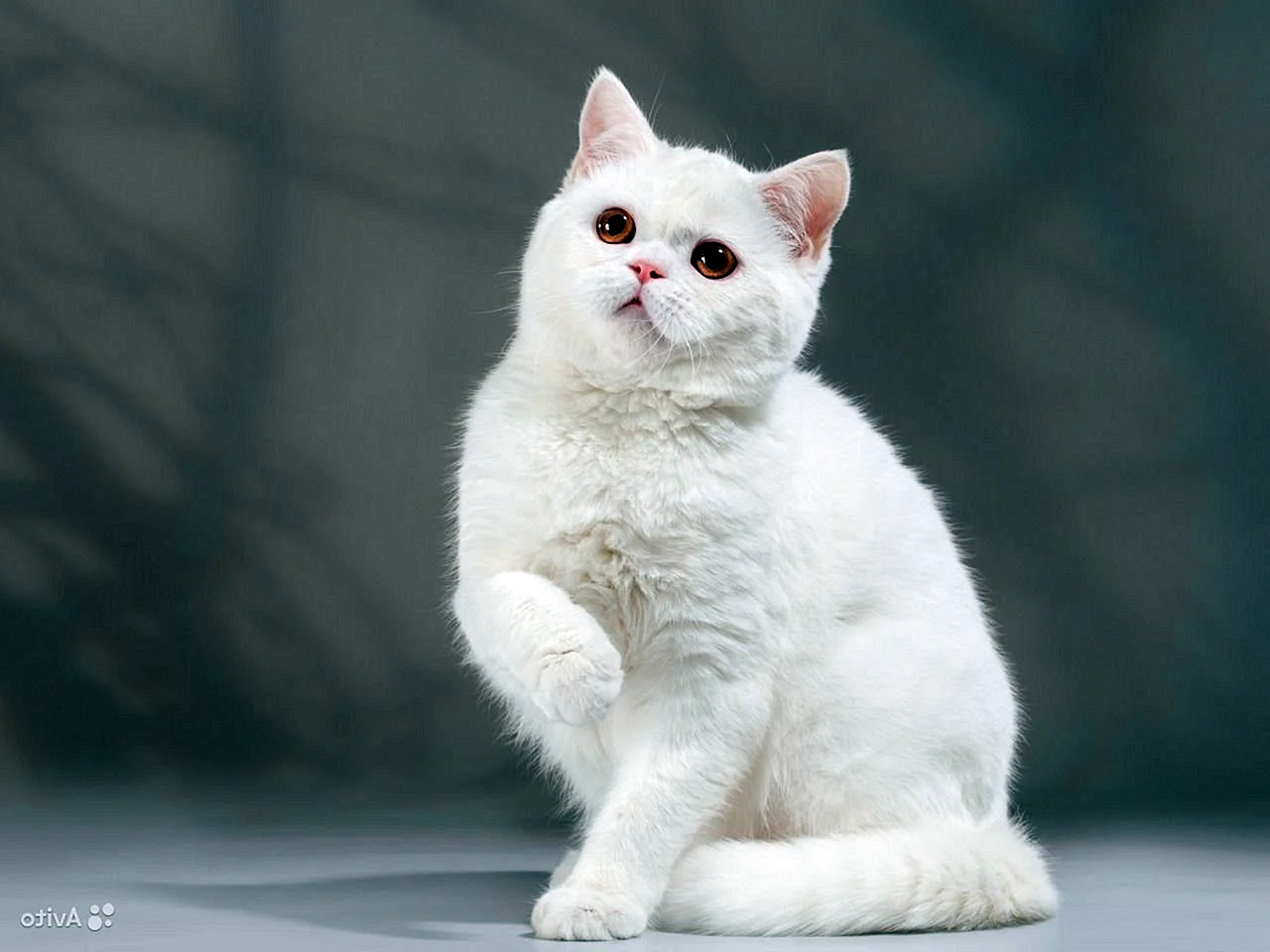 Шотландская прямоухая кошка белая