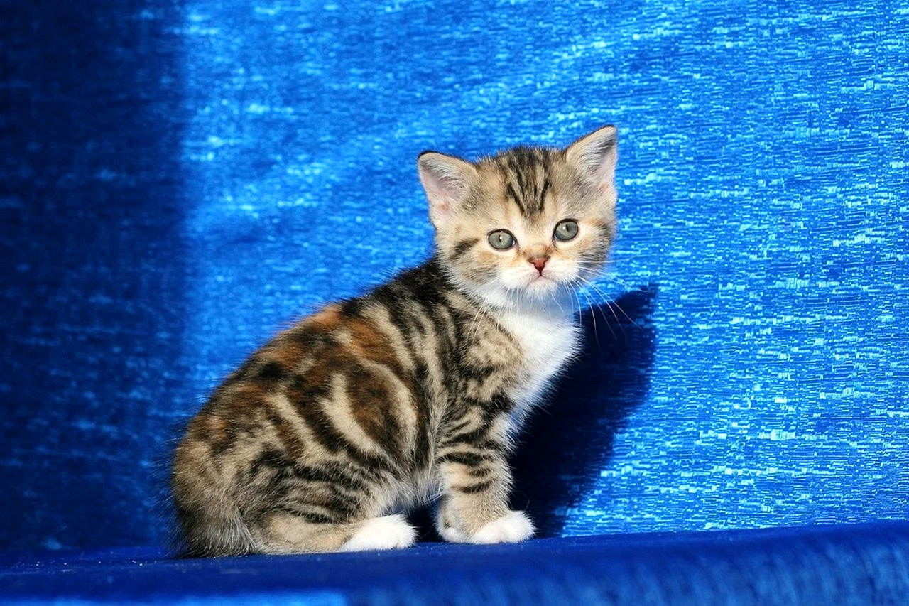 Шотландская прямоухая кошка мрамор