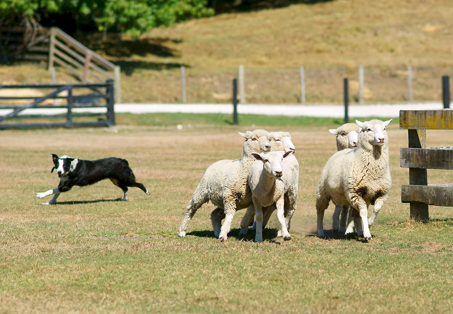 Шотландская собака пастух