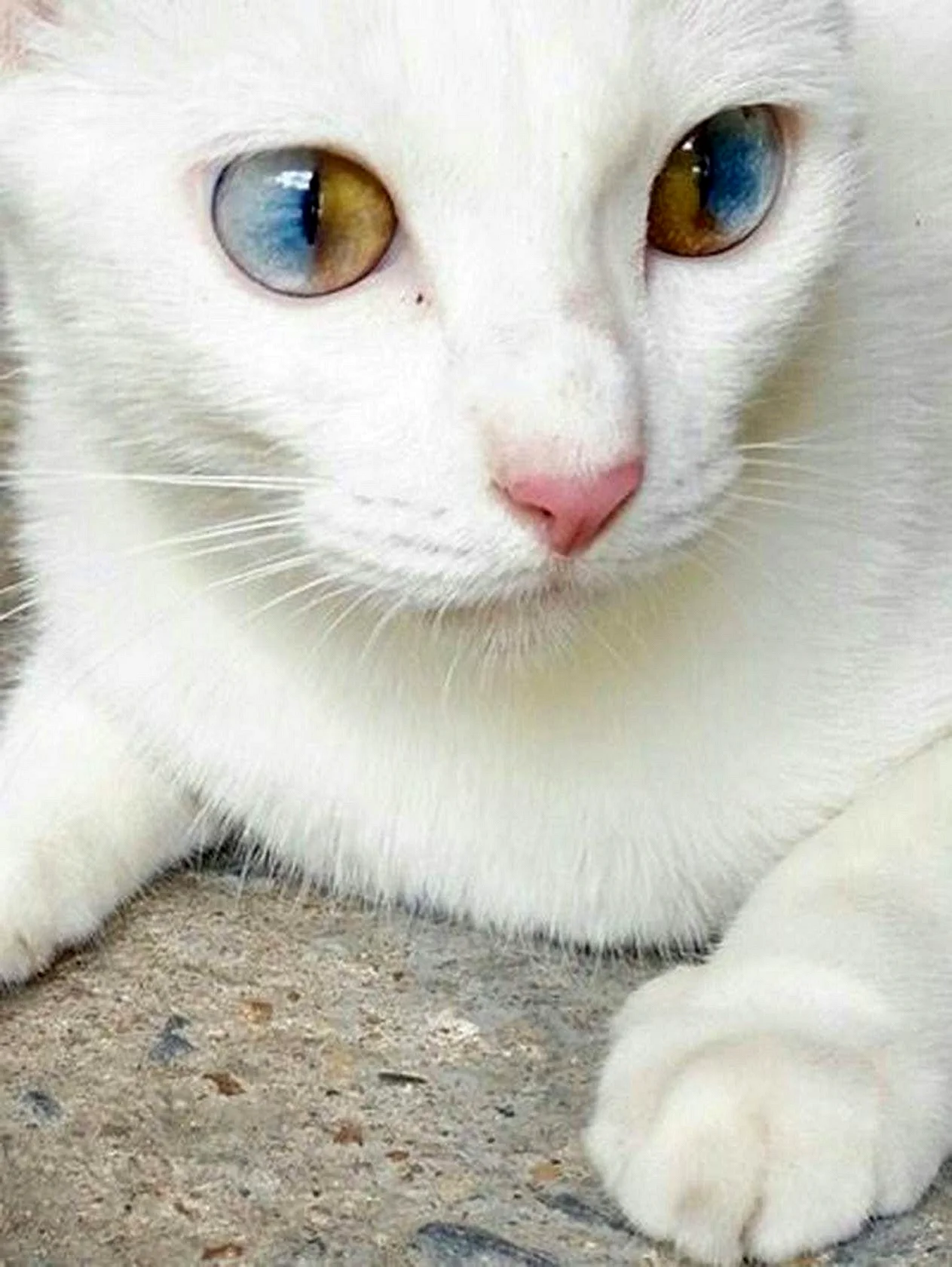 Шотландская вислоухая кошка альбинос