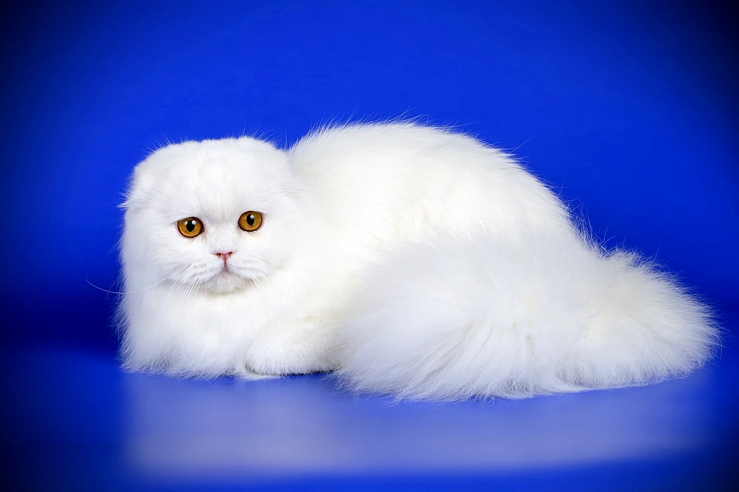 Шотландская вислоухая кошка белая длинношерстная