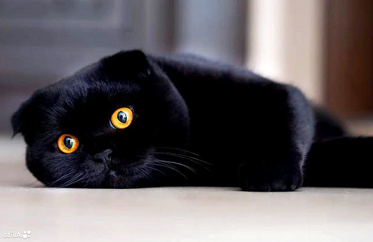 Шотландская кошка черная (53 фото)