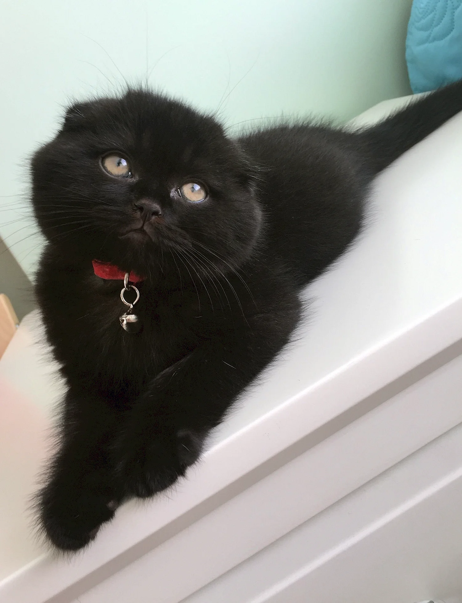 Шотландская вислоухая кошка черная