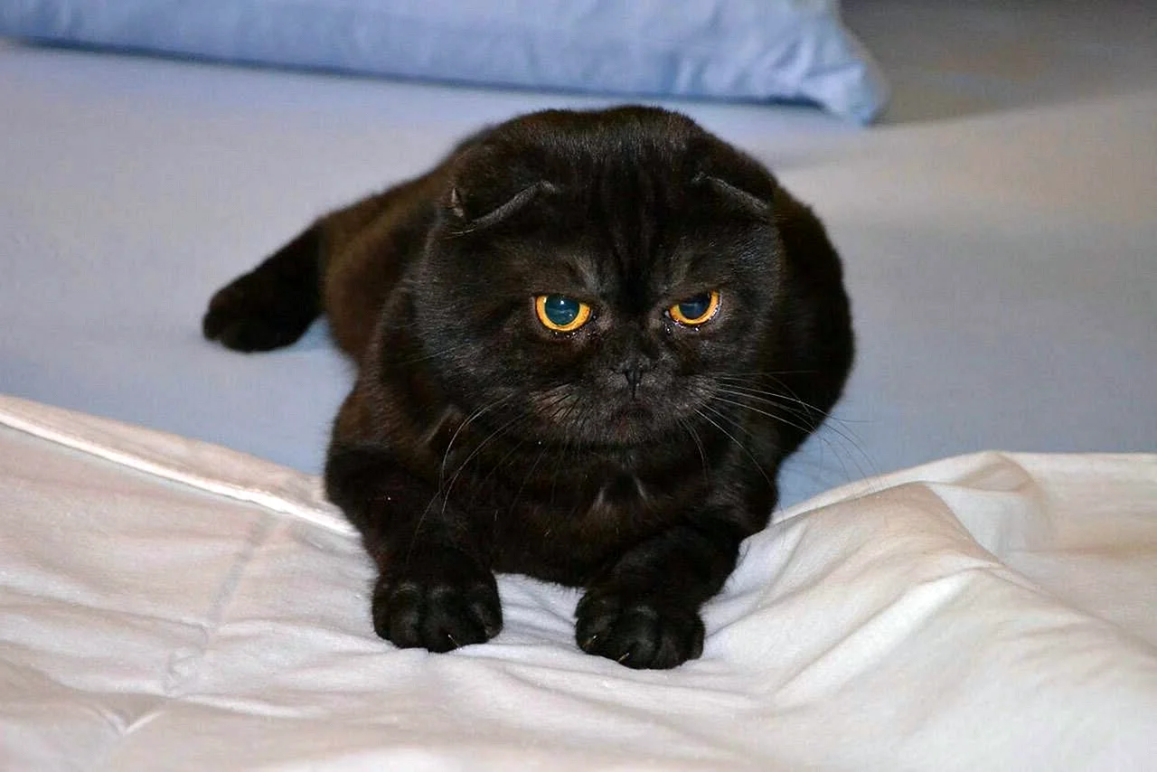 Шотландская вислоухая кошка черная с белым