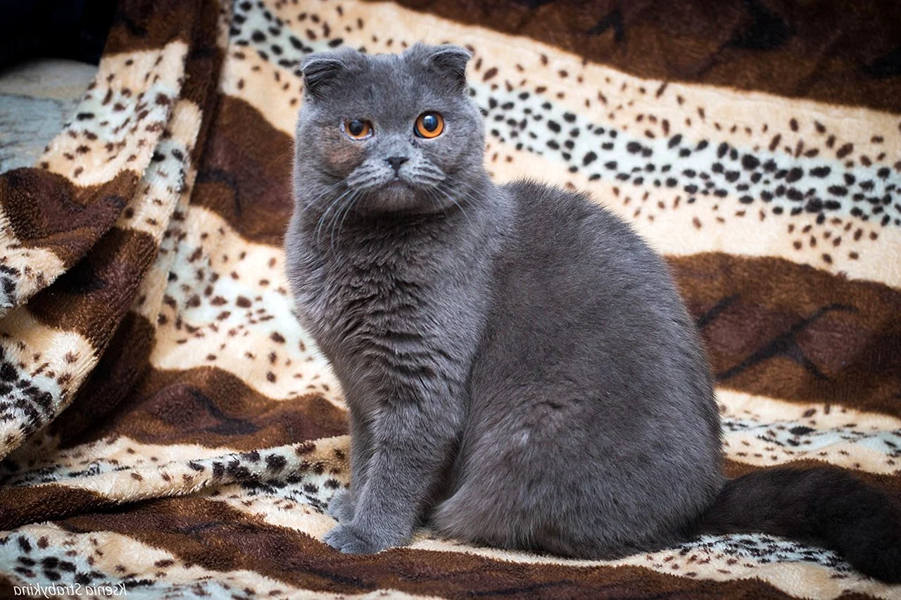 Шотландская вислоухая кошка голубая