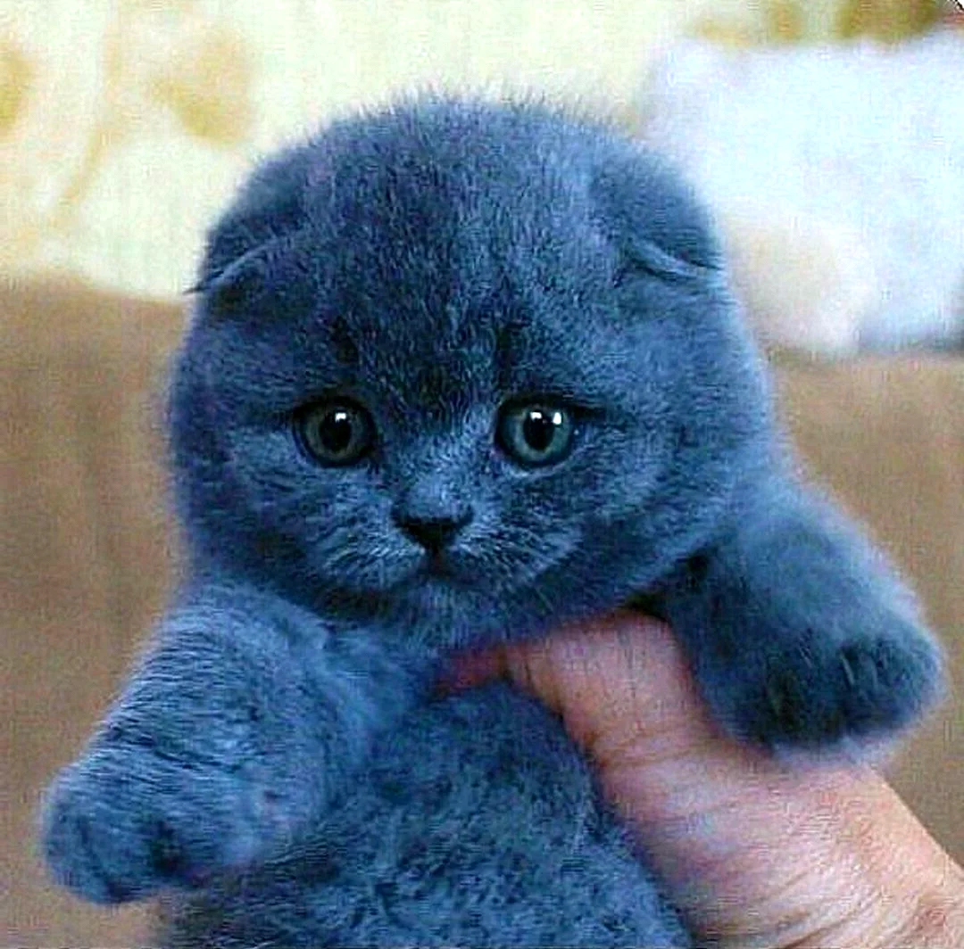 Шотландская вислоухая кошка голубая Тедди
