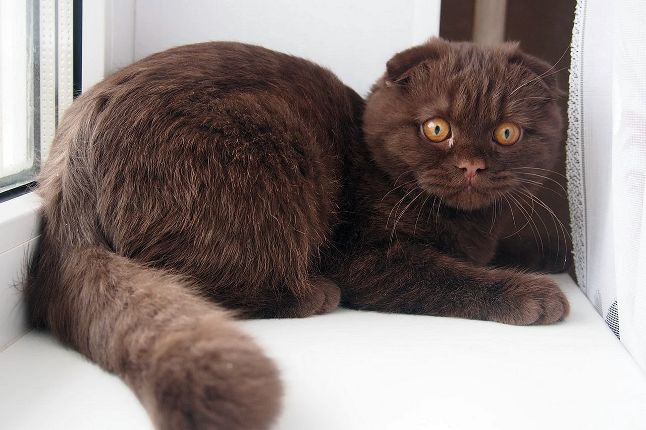 Шотландская вислоухая кошка коричневый окрас
