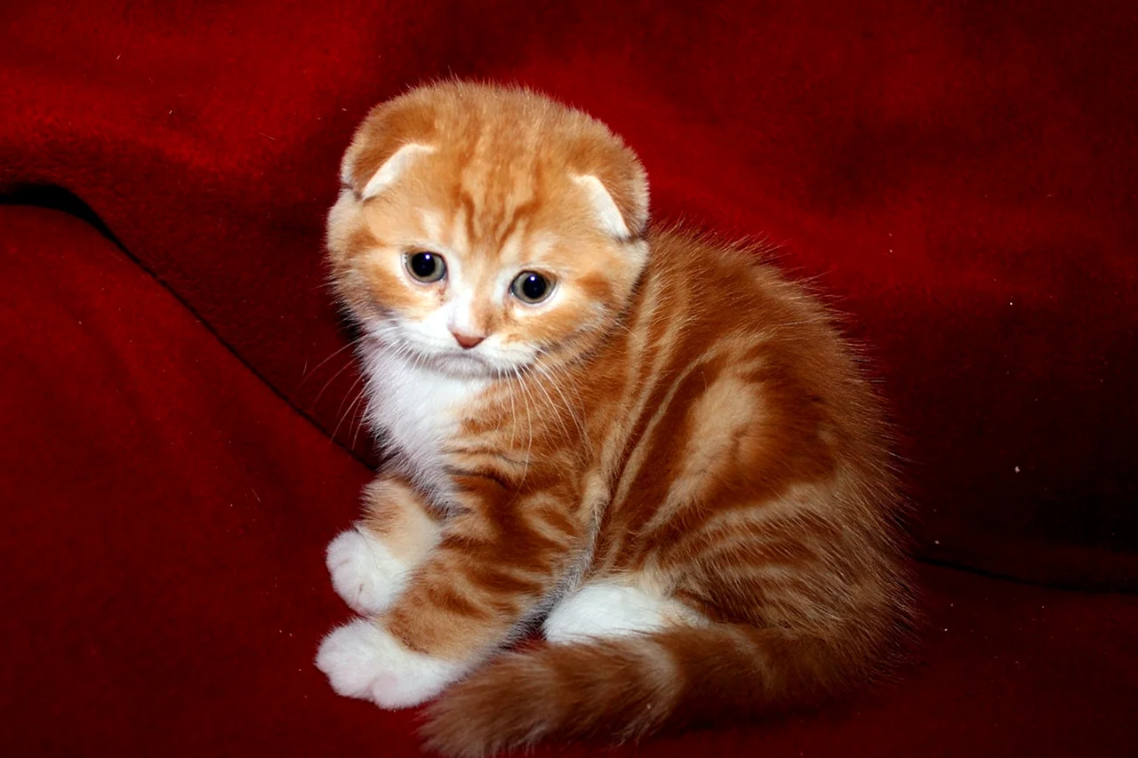 Шотландская вислоухая кошка котенок