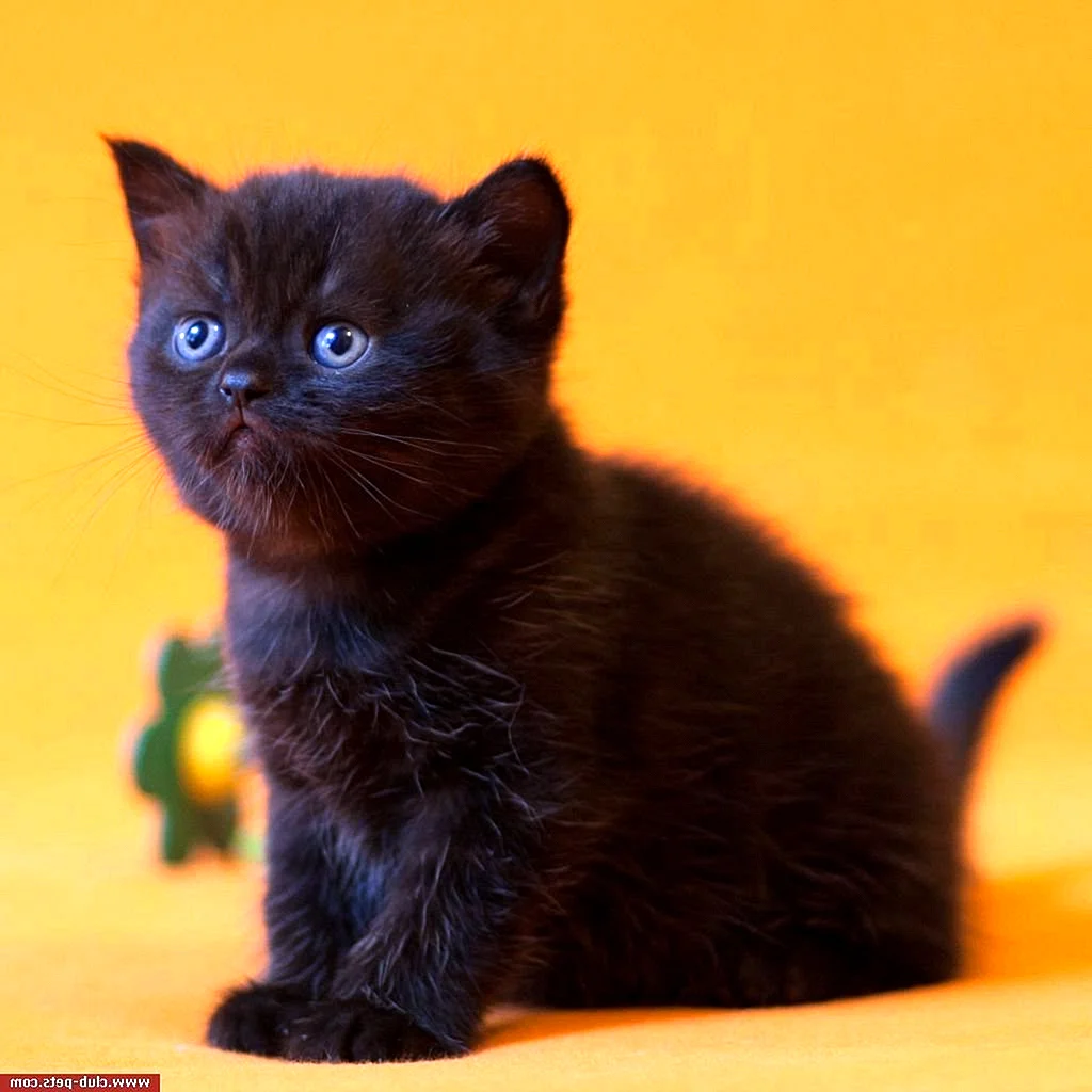 Шотландские котята прямоухие черные