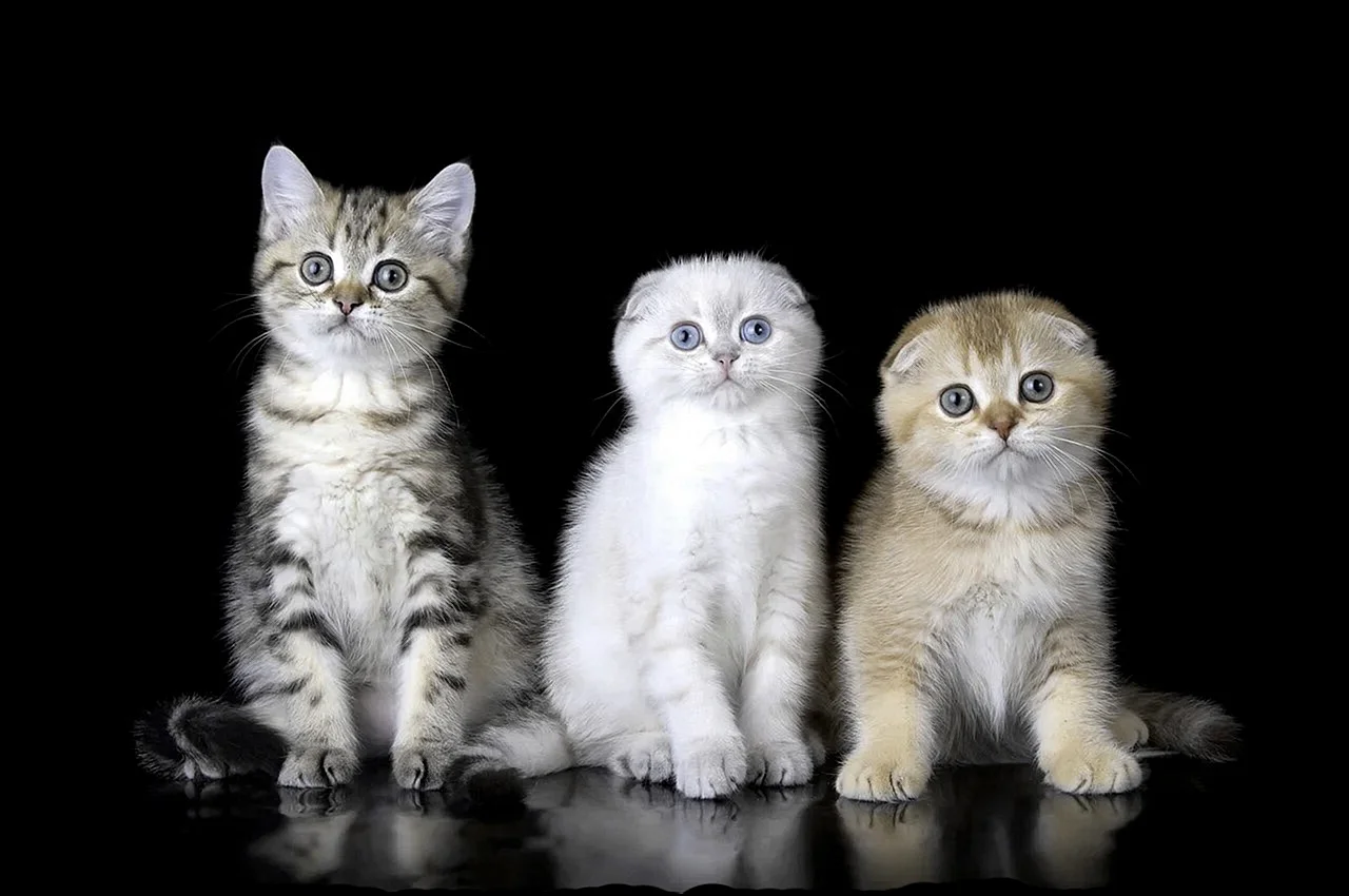 Шотландские котята разных окрасов