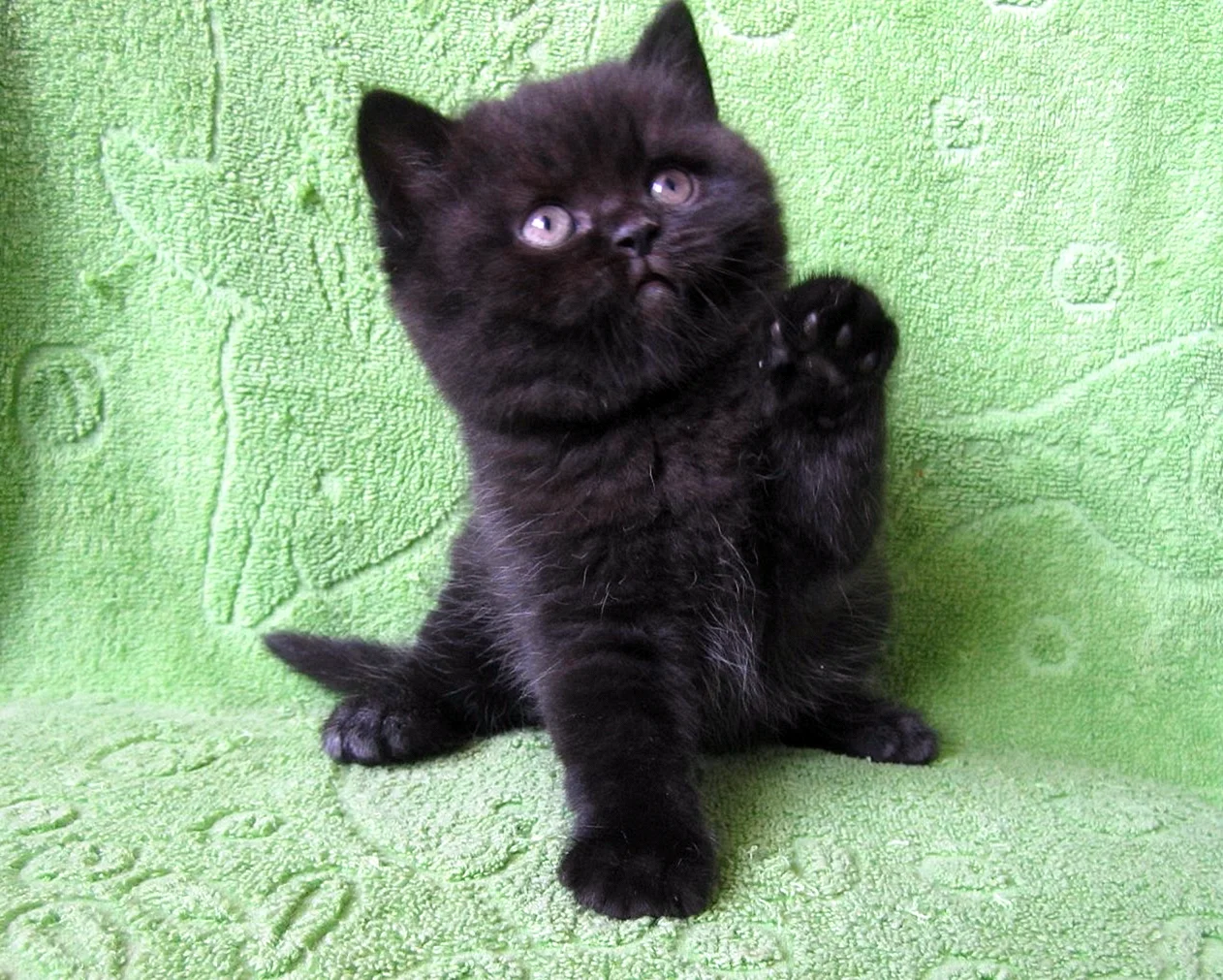 Шотландские котята скоттиш страйт черные