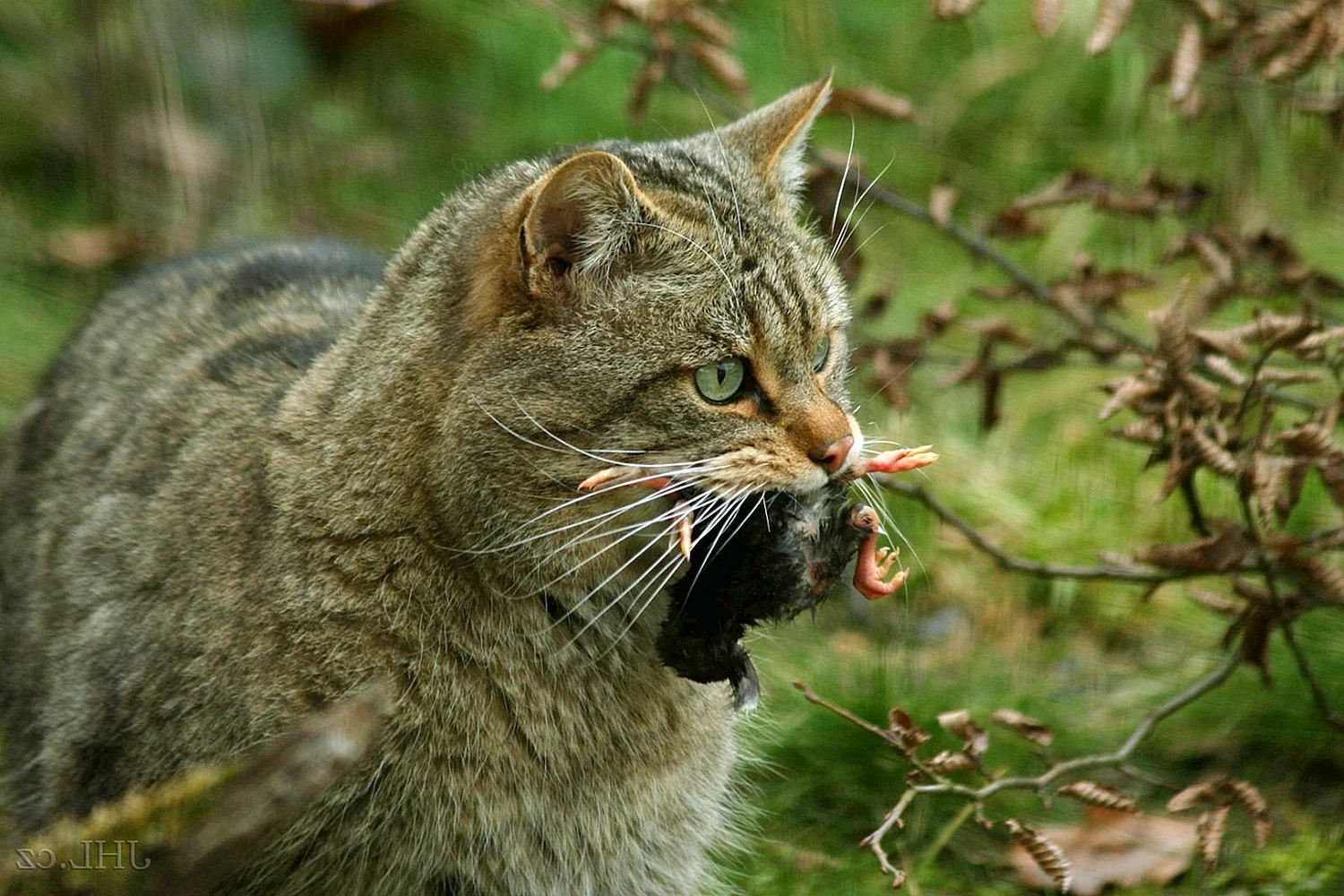 Шотландский дикий Лесной кот
