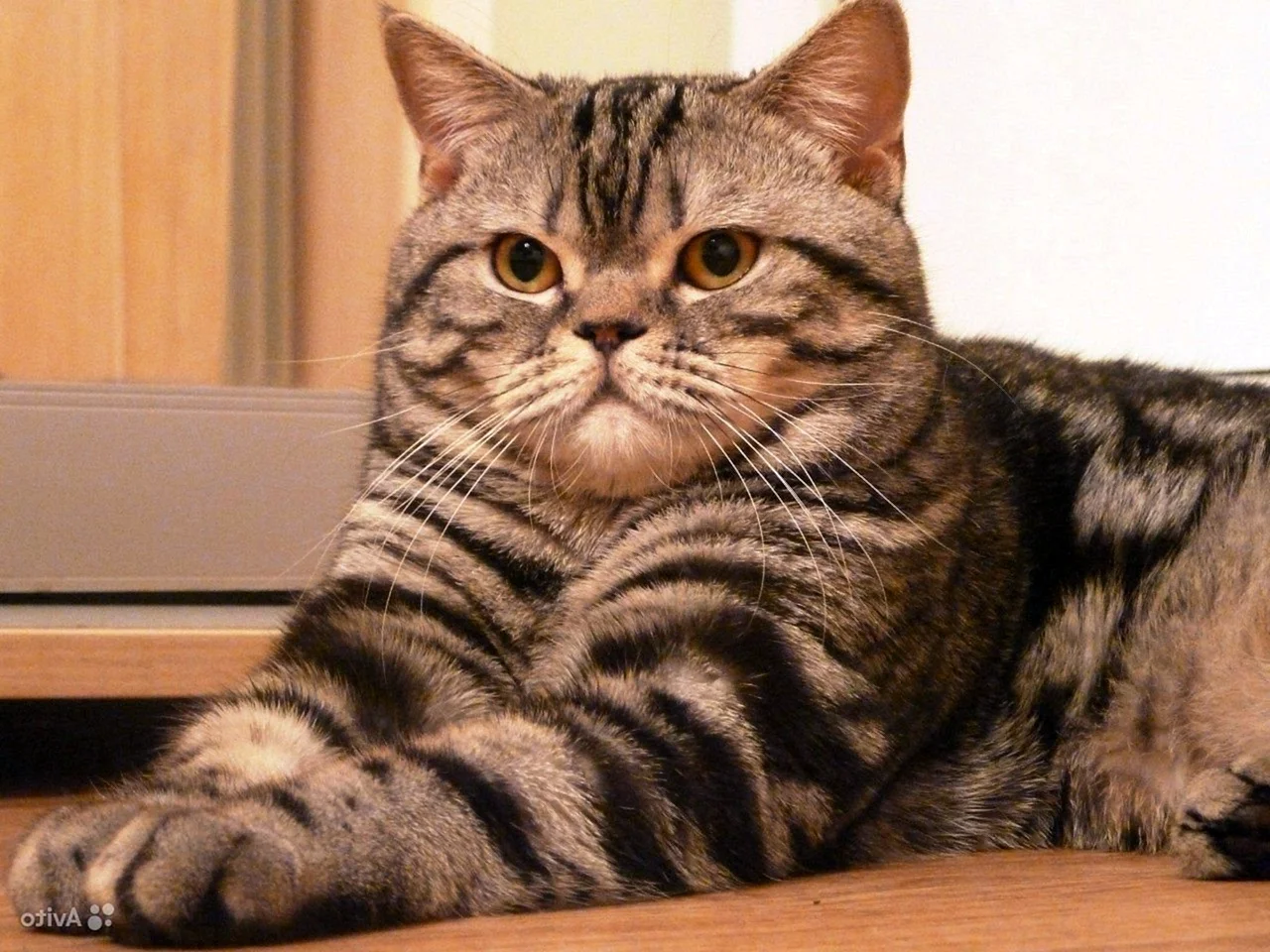 Страйт окрасы. Скоттиш-страйт Шотландская прямоухая. Шотландская кошка страйт. Шотландская кошка прямоухая. Шотландский прямоухий полосатый кот.