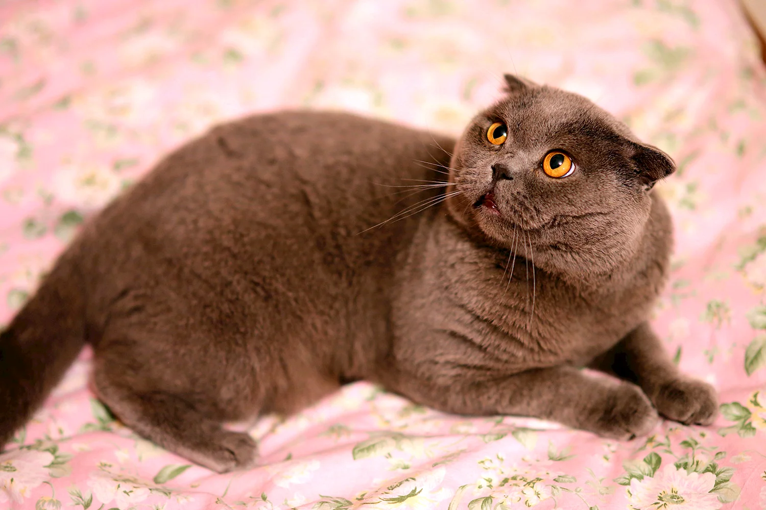 Шотландская кошка коричневая (42 лучших фото)