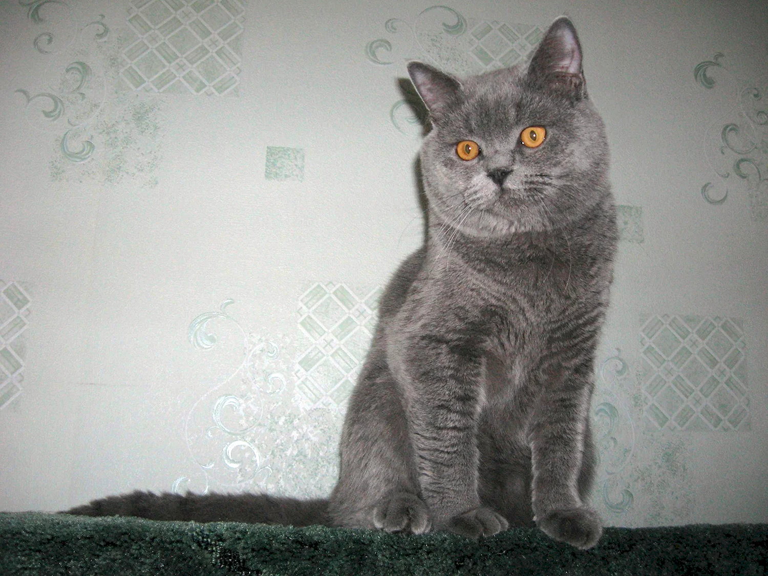 Шотландский котенок прямоухий серый