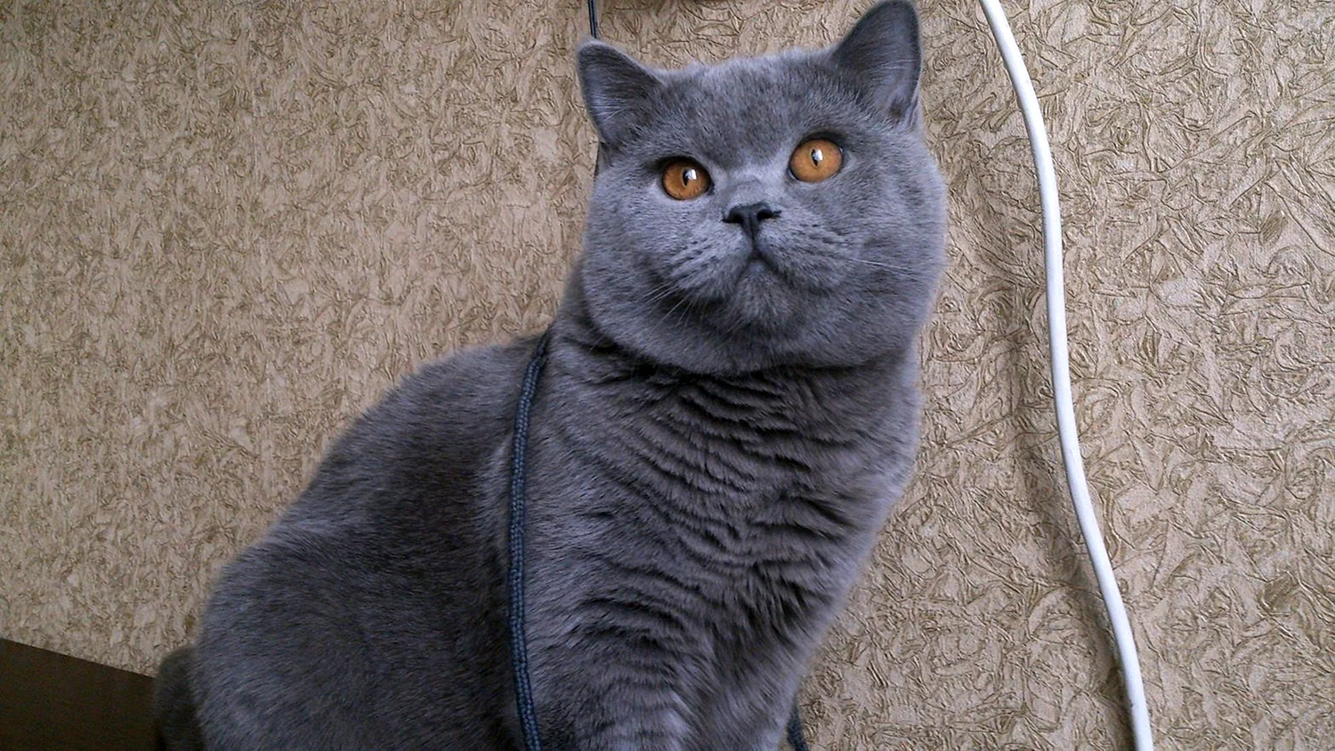 Шотландский прямоухий голубой кот