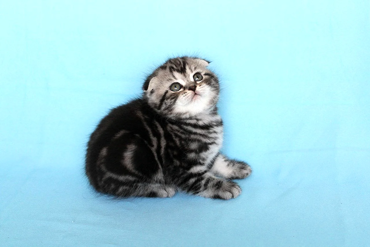 Шотландский скоттиш фолд мраморный котенок