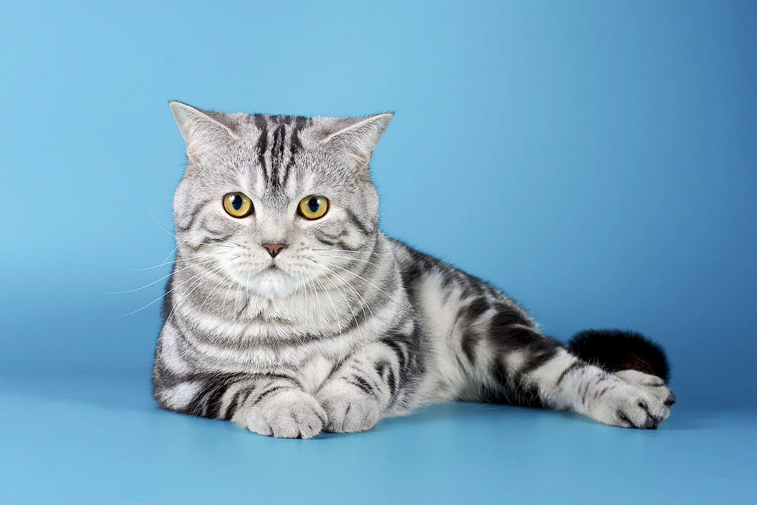 кошки шотландской породы прямоухие фото характер