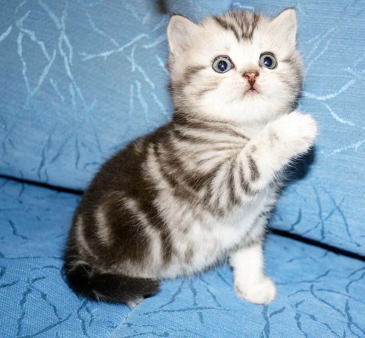 Шотландский страйт мраморный котенок