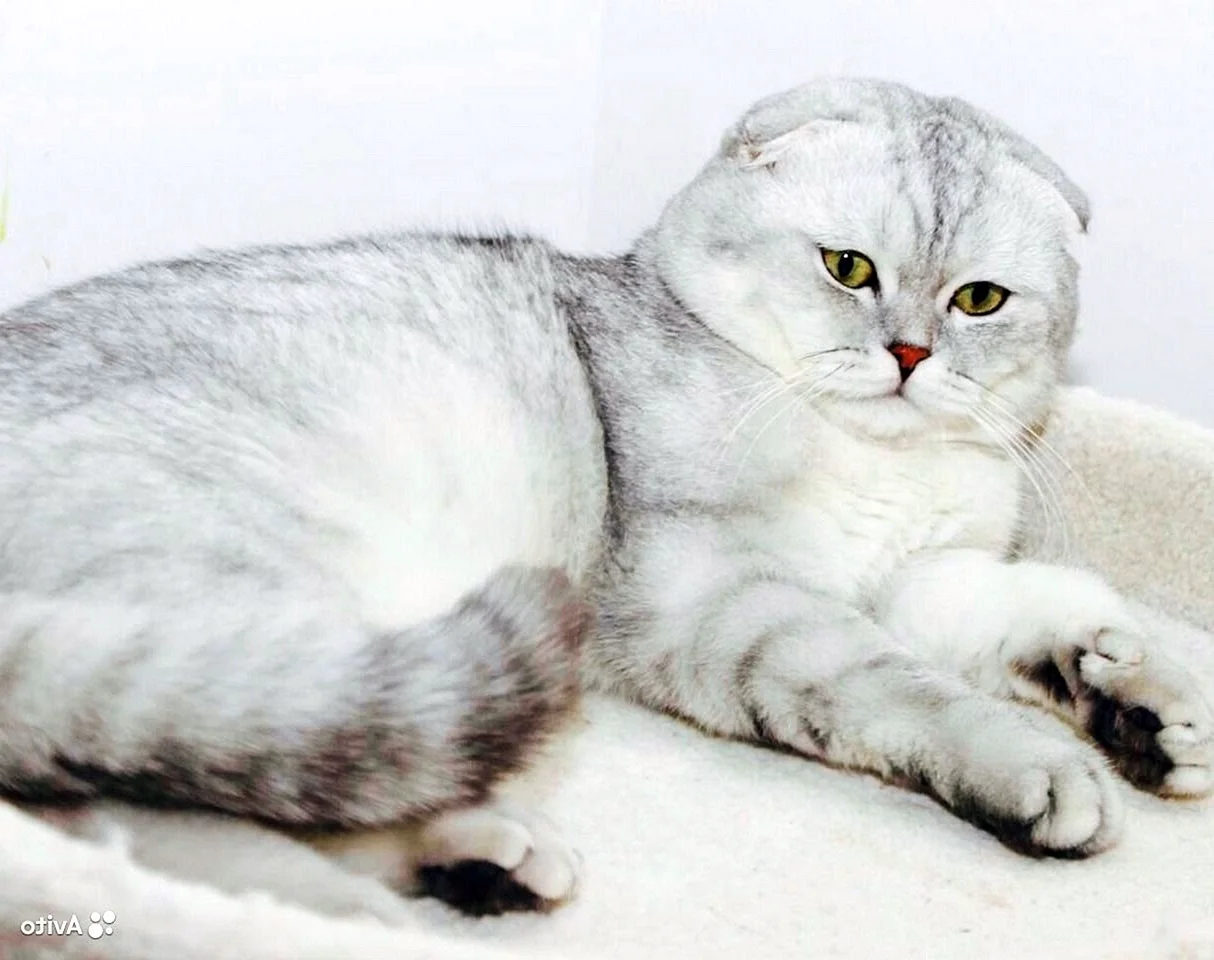 Шотландский вислоухий кот белый с серым