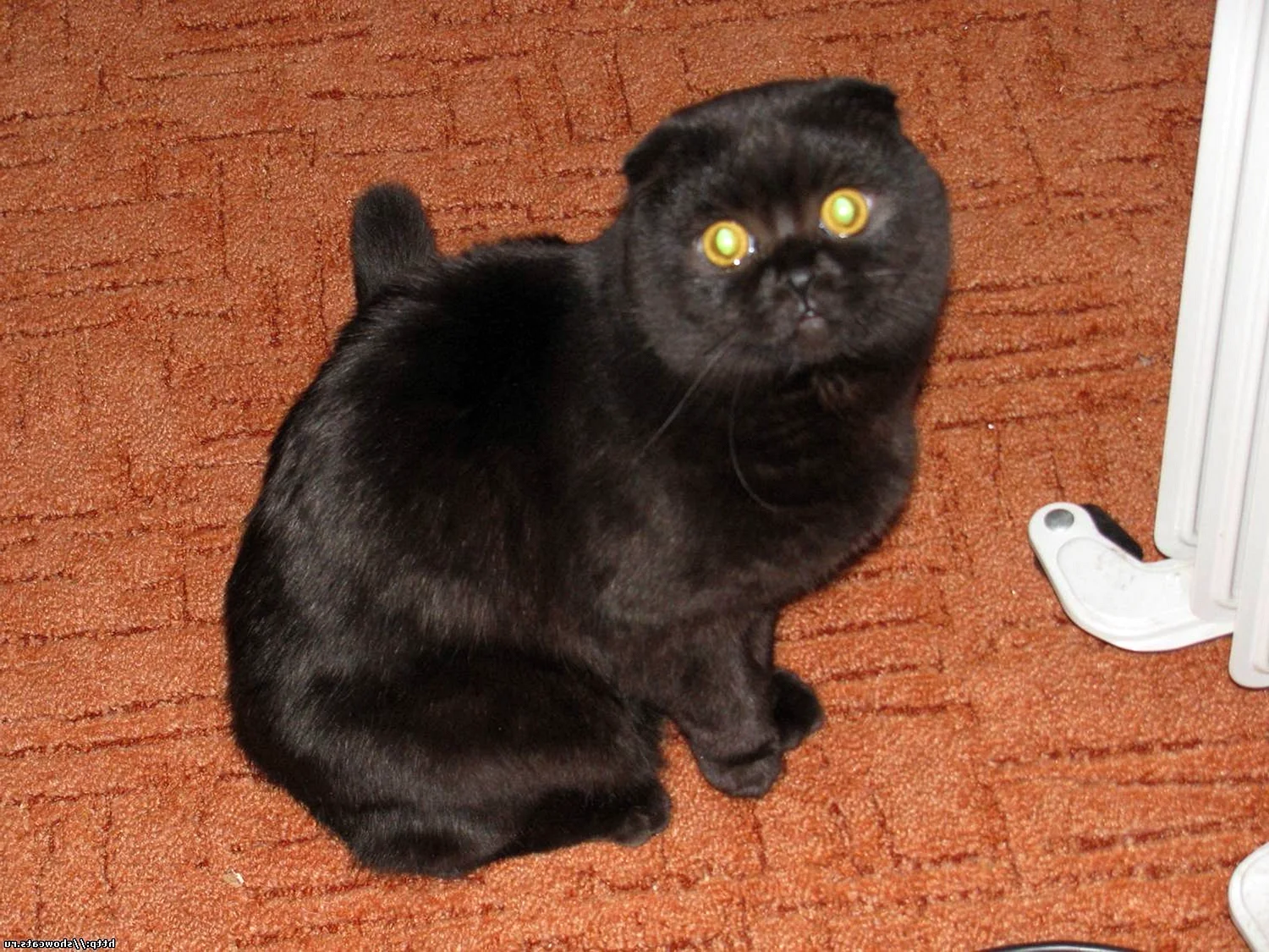 Шотландский вислоухий кот черный