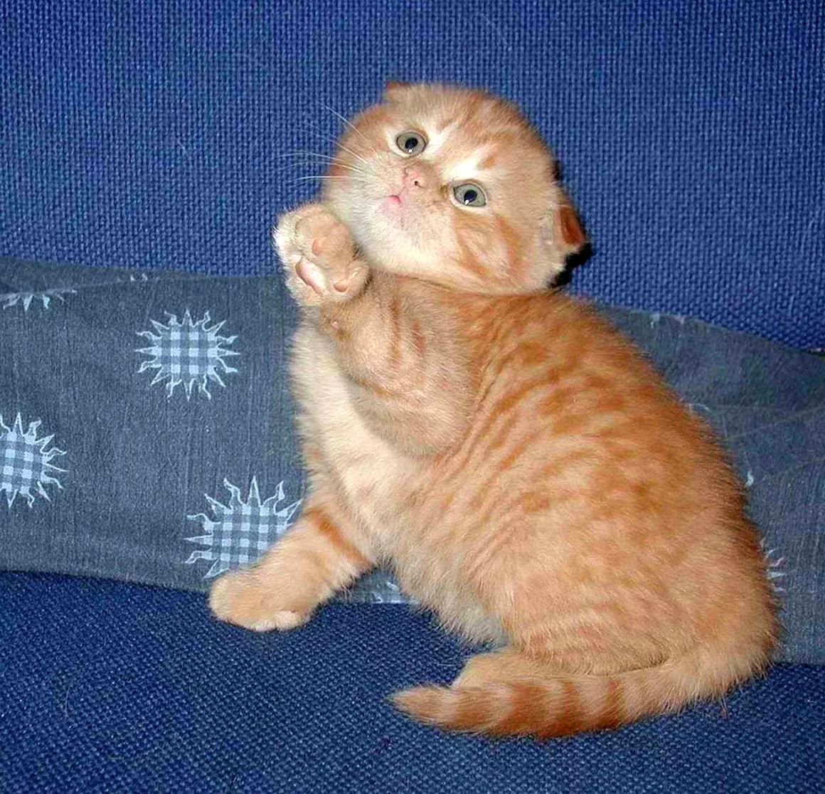 Шотландский вислоухий кот рыжий тигровый