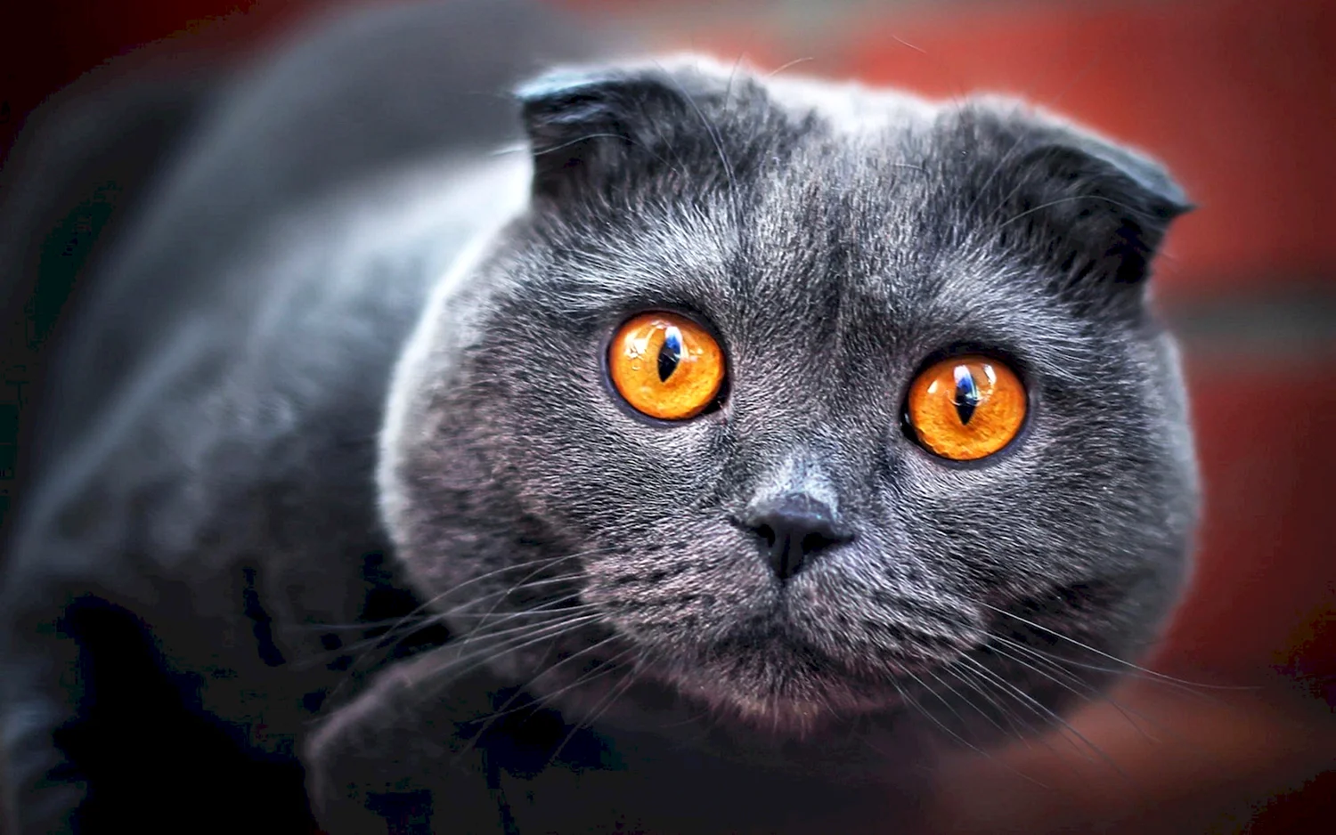 Шотландский вислоухий кот серый