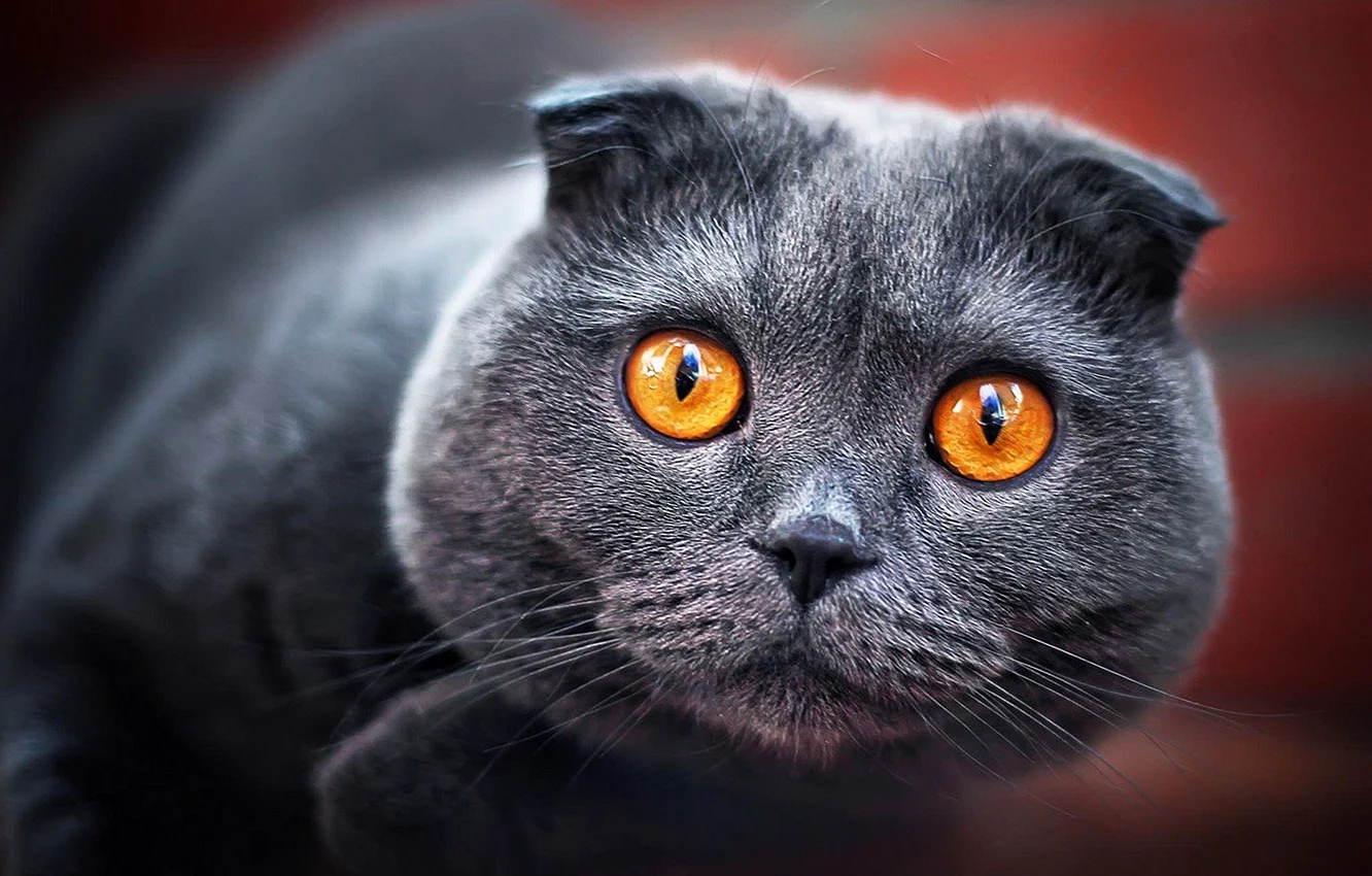Шотландский вислоухий кот серый