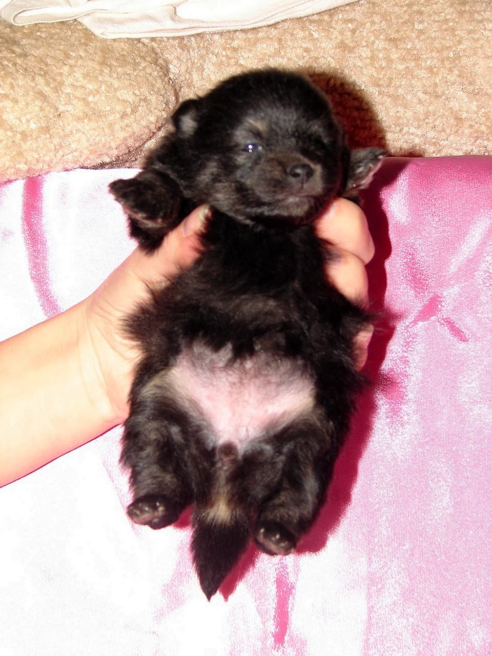Шпиц черно подпалый щенок новорожденный