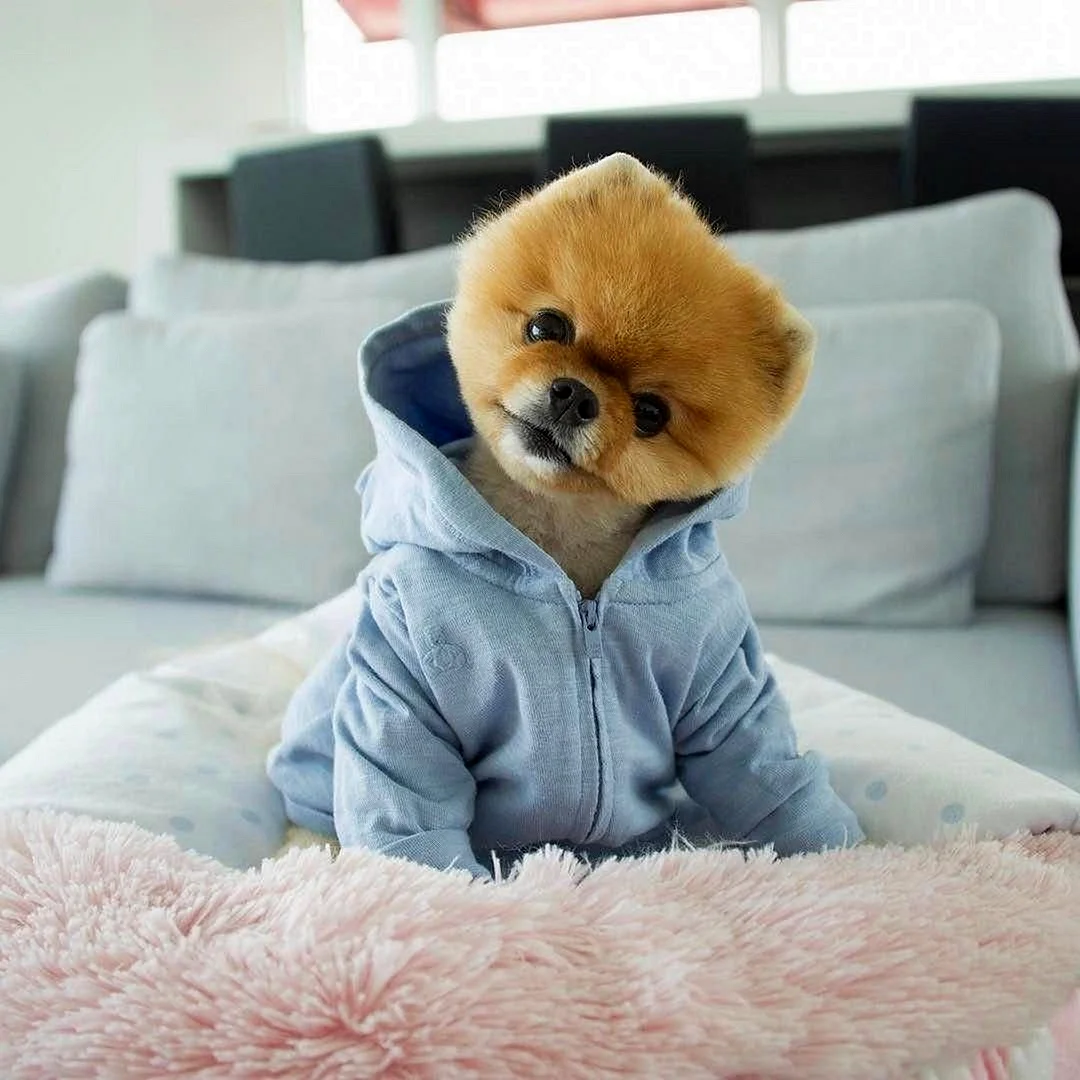 Шпиц jiffpom