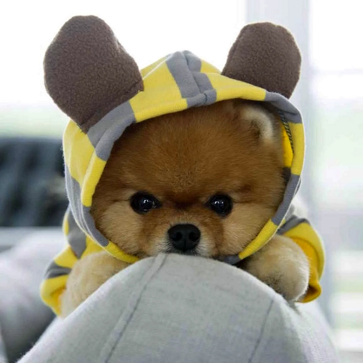 Шпиц jiffpom