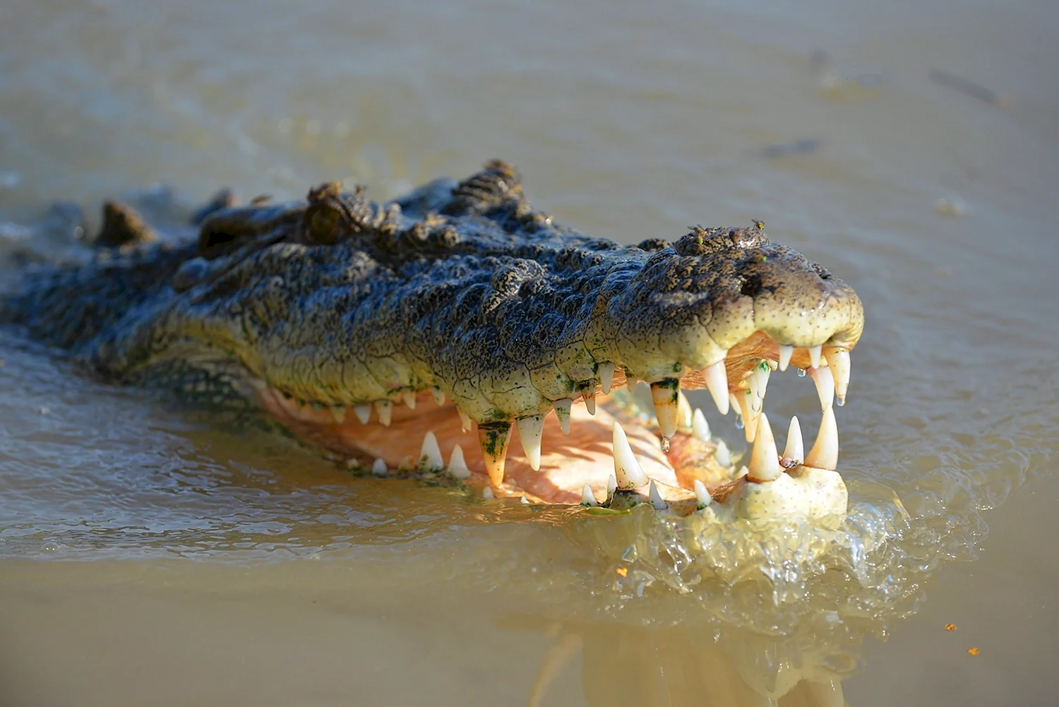 Шри Ланка гребнистый крокодил