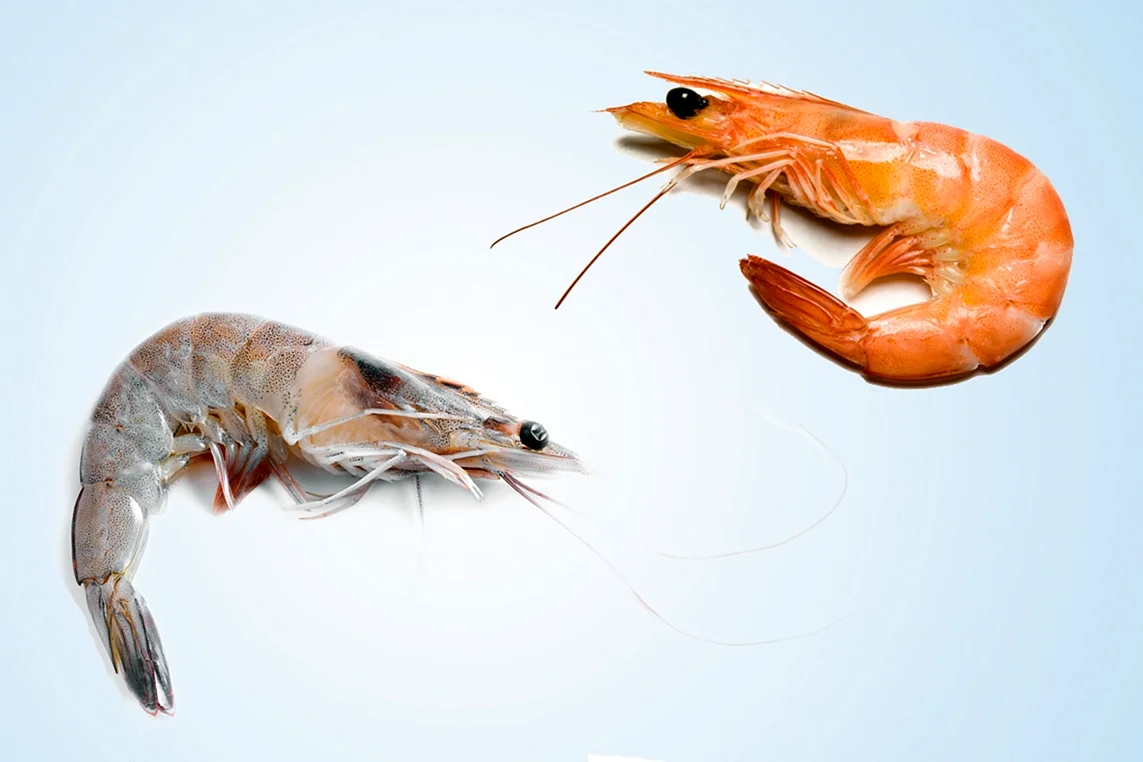 Shrimp and Prawn difference