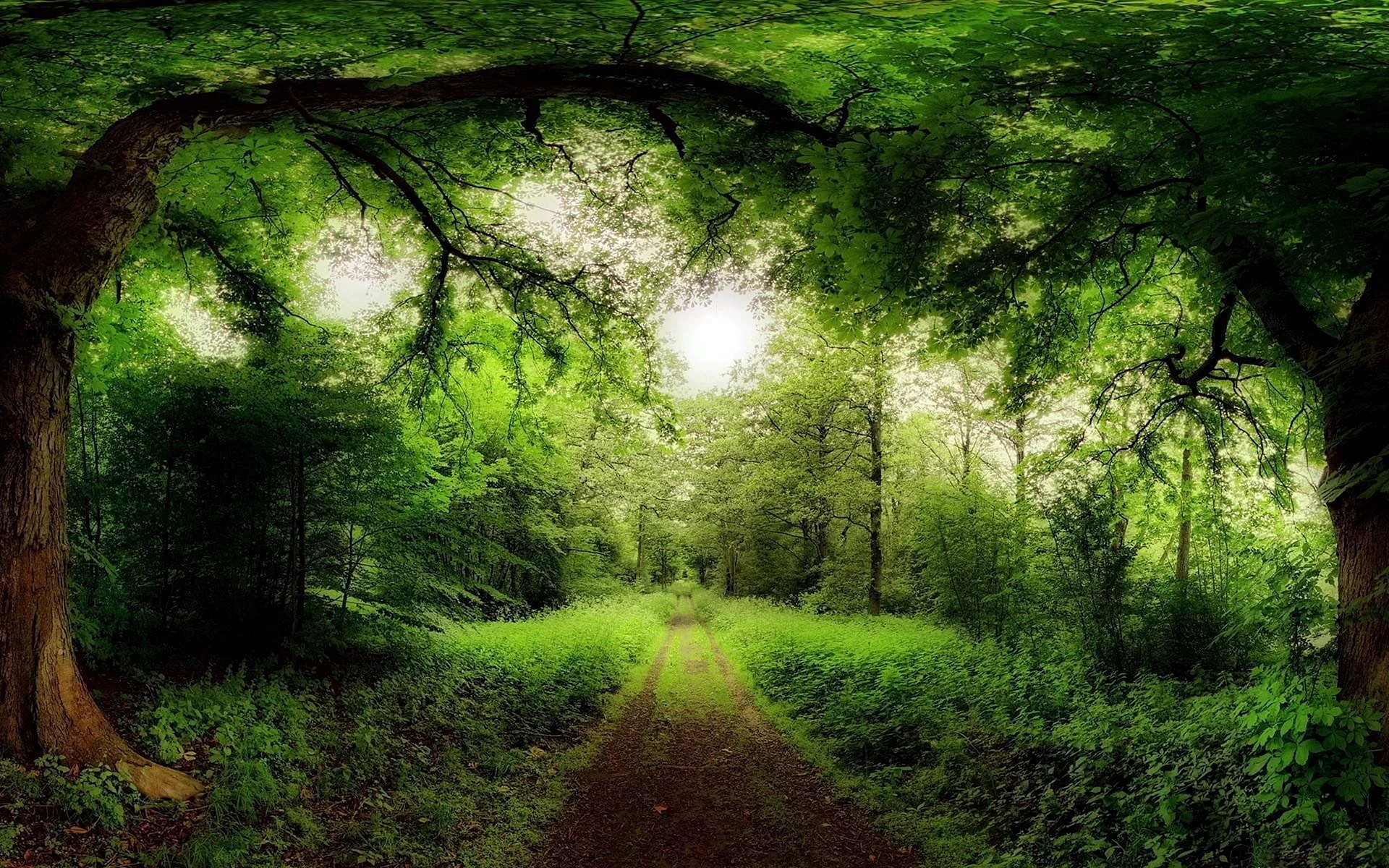 Шуми шуми зеленый лес